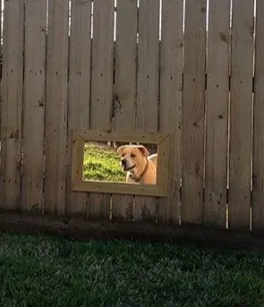 Pet Portals